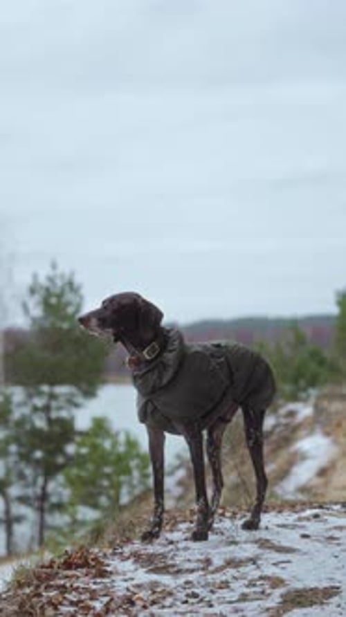 a Dog Stands on a Cliff Near a Forest Lake in Winter and Looks Into the Distance