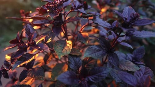Violette Basilikumpflanze, die im Hausgarten wächst, frische Blätter von Genovese-Kräutern können in hoher Qualität verwendet werden