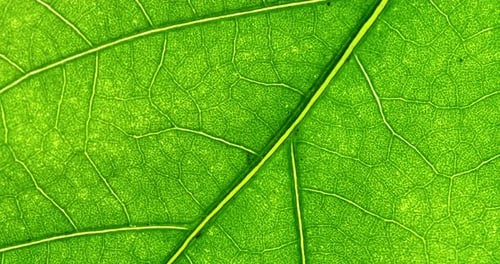Cell Structure View of Leaf Surface Showing Plant Cells For Education. Leaf in Macro Shot Background