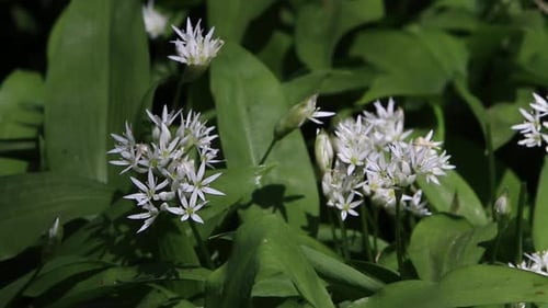 Ramsons, or Wild Garlic, Allium ursinum, growing on woodland floor in early Spring. UK