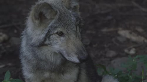 Canadian Wildlife - Close up portrait of a wolf puppy