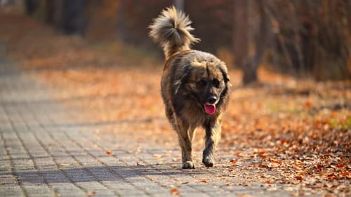 A dog is walking on a sidewalk with leaves on the ground