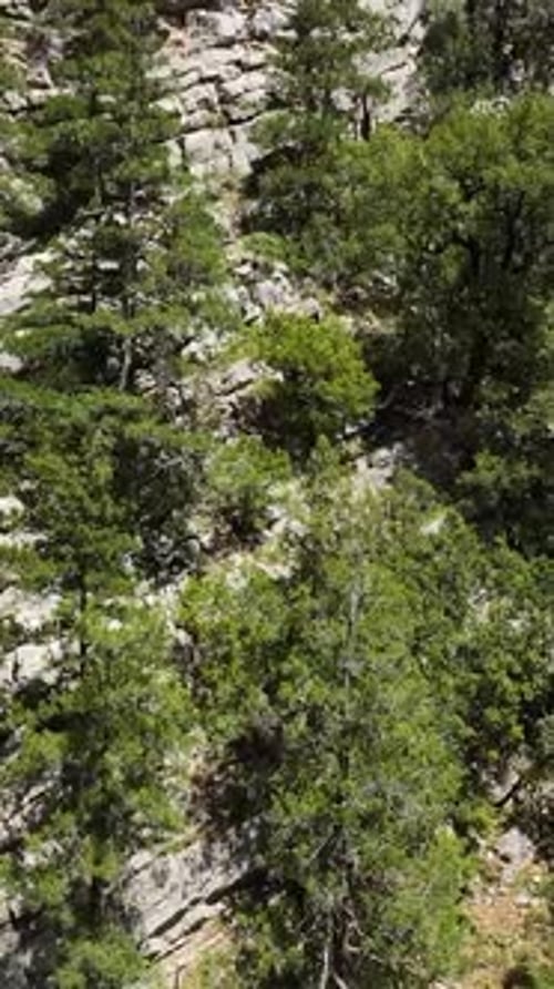 Vertical Video Exploring the Green Forest Travelers' Mountain Adventure Begins