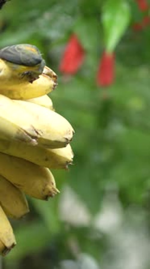 Two Orange-bellied flowerpecker birds eating bananas in the garden. Vertical orientation footage wit