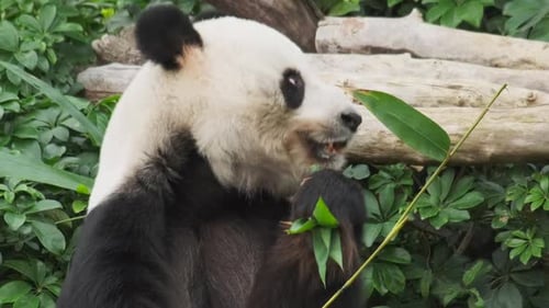 Giant Panda Eating Bamboo in Natural Habitat