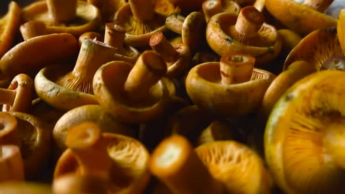 Video, wie man in einem Stapel übereinander über frisch geschnittene und geerntete Orange Milkcap-Pilze gleitet.