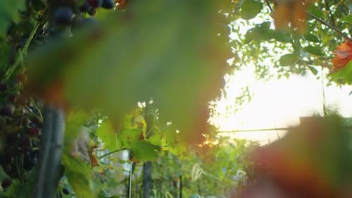 Clusters of Ripe Grapes on the Vine at Sunset Vineyard and Winemaking Concept with Copy Space Design
