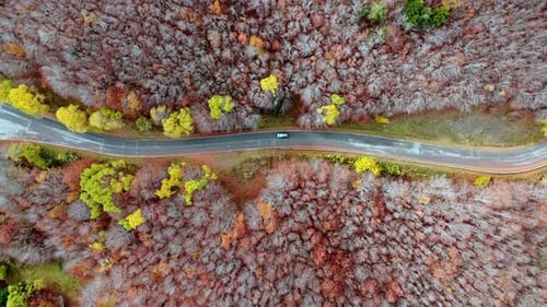 Aerial View of Car Driving Through Vibrant Autumn Forest Road