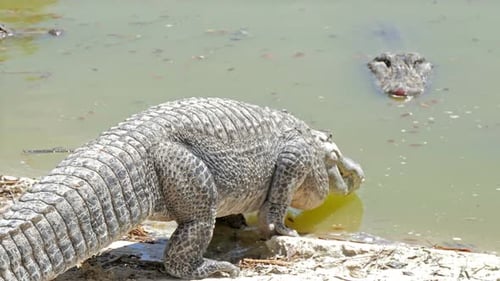 Crocodile Comes Into the River Adventure