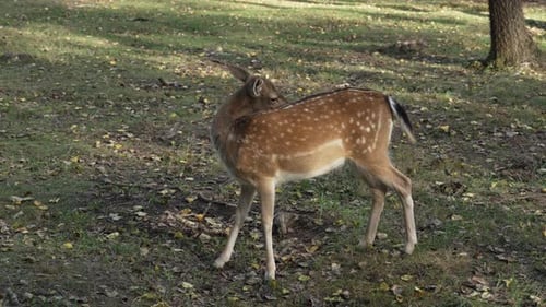 Spotted Deer Standing Peacefully in Forest Glade