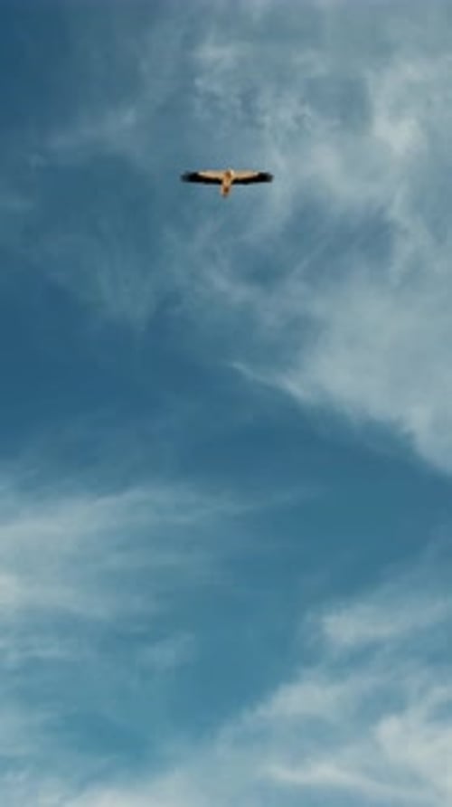 A Majestic Bird Soaring Gracefully and Elegantly Through the Clear Vibrant Blue Sky Above