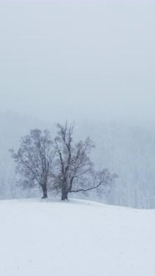 Snowy Winter Landscape with Bare Trees and Snowfall