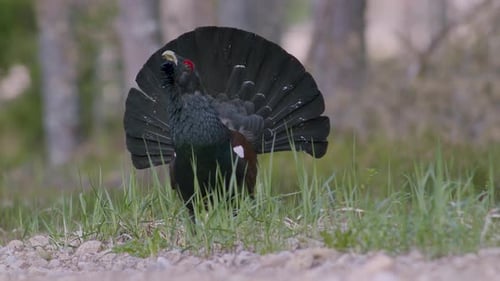 Male western capercaillie roost on lek site in lekking season close up in pine forest morning light