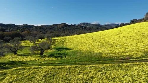 Gelber unendlicher Feldhügel und Olivenbaumanbau
