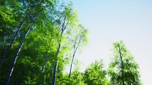 Green Birch Forest at Sunset