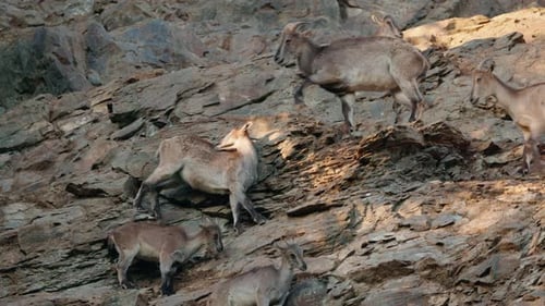 Group of Mountain Goats Climbing a Steep Rocky Cliff in Natural Light Showing Herd Behavior and