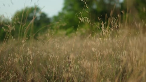 Golden hour sunlight casting a warm glow on a serene field of wild grass, with a gentle breeze swayi