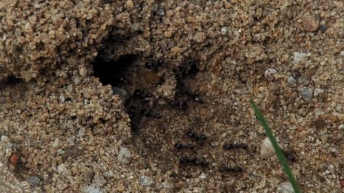 Fleißige schwarze Ameisen arbeiten hart in der Nähe ihres sandigen unterirdischen Nestes