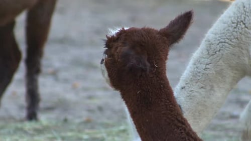 Alpacas Nuzzling in Rural Setting