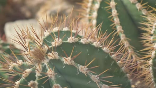 A Large Cactus with Large Needles Plants are Common in Deserts