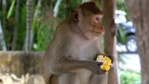 Affe isst Mais im Dschungel Thailand