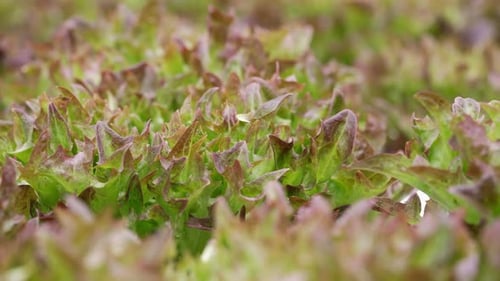 Field of Young Green and Red Lettuce Plants