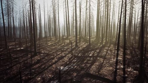 Forest Recovering From Recent Wildfire with Charred Trees and Sunlight