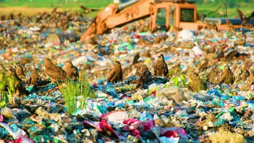 Birds Scavenging on the Landfill Trash Heap