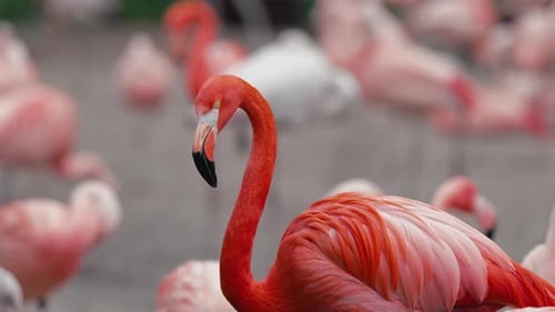 Nahaufnahme eines lebendigen Flamingos, der in einer Herde im Wildlife Habitat Vivid Bird steht