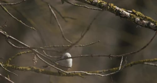Longtailed Tit Bird Takes Off