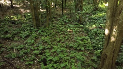 Frische grüne Pflanzenbeete im Wald - breit