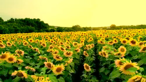 Aerial View of Sunflower Field