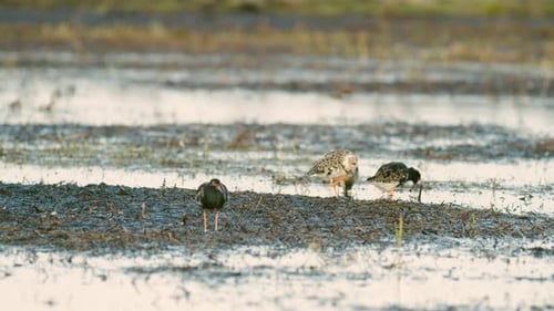 Black-tailed godwit during spring migration in wetlands flooded meadow feeding and resting
