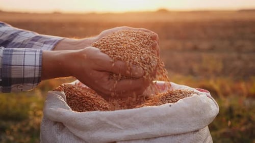 Farmer Hands Holding Grains at Sunset