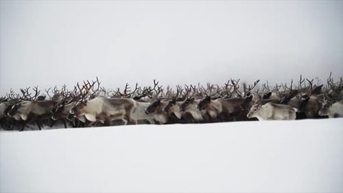 Deer Run Herd Winter Yamal