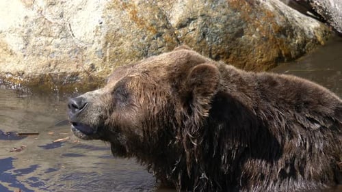 Houseflies Flying Around Brown Grizzly Bear In The Lake. closeup