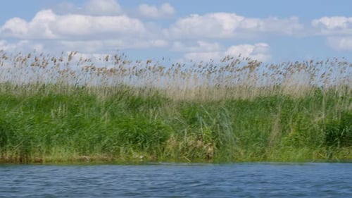 The swamps and wilderness of the Danube Delta in Romania.