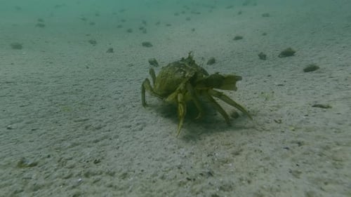 Male European green crab holds female under him and runs with her along sandy bottom