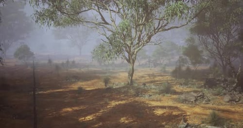 Eucalyptus Forest with Morning Mist Background