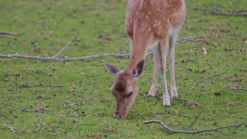 Spotted Fawn Grazing Peacefully in a Green Meadow