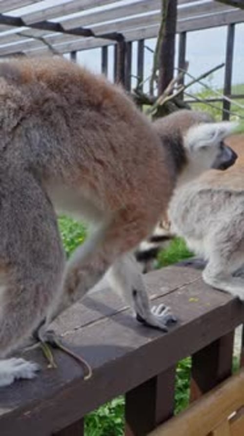 de curieux lémuriens à queue annelée tendent la main pour manger des fleurs jaunes de la main d'un visiteur dans un zoo animalier
