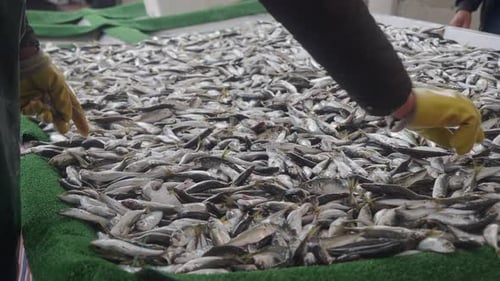 Fische werden in den frühen Morgenstunden auf einem Markt sortiert