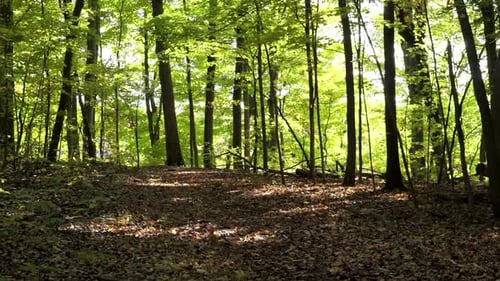 Dappled sunlight on the brown leaf litter of a forest with slender green trees in background.