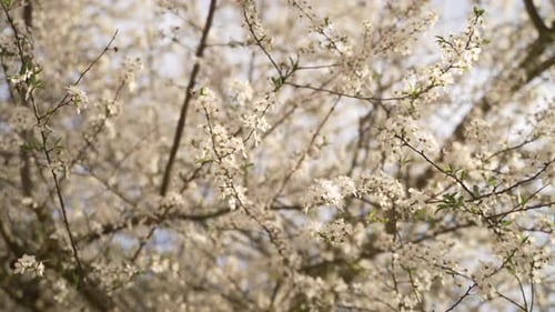 Spring Tree in Bloom