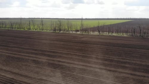 Blue tractror planting sunflower with yellow planter on the cultivated field in Ukraine