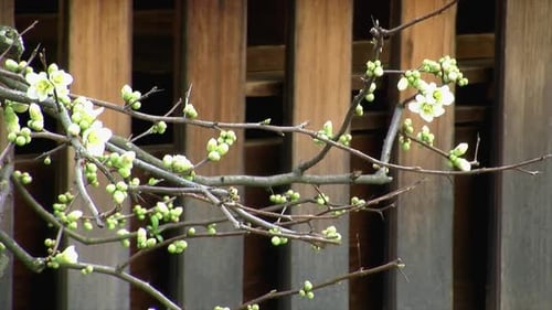 Blooming Plum Blossoms in a Spring Garden
