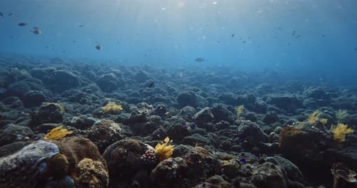 Corals Stones Sea Bottom with School of Fish Underwater in Blue Ocean