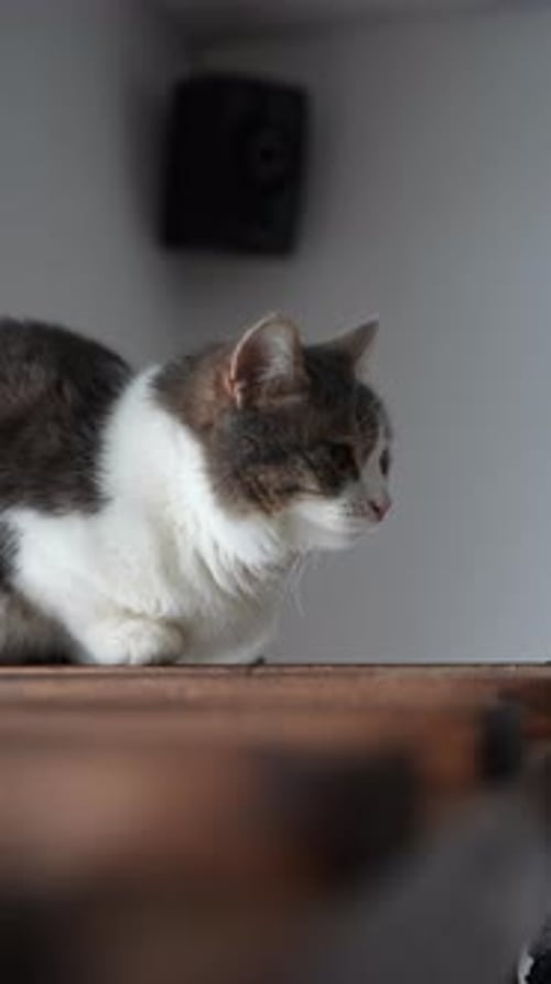 Fluffy Gray and White Cat Sitting Indoors