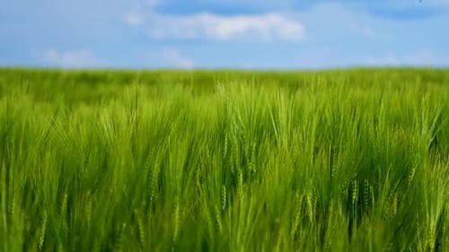 Green barley field on blue sky background. Crop video on green field. Harvest in summer concept.