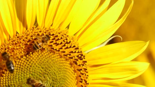 Bees Collecting Pollen on Bright Yellow Sunflower
